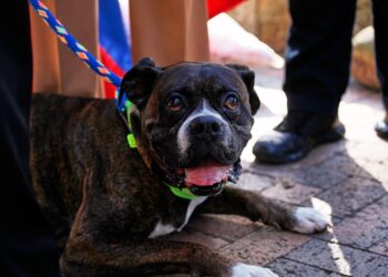 Cajicá fortalece el cuidado y protección animal