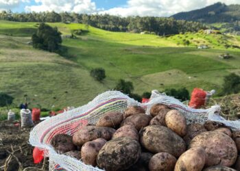 Detienen cultivo de papa en zona protegida de Cogua: CAR endurece operativos en zonas de páramo de su Jurisdicción