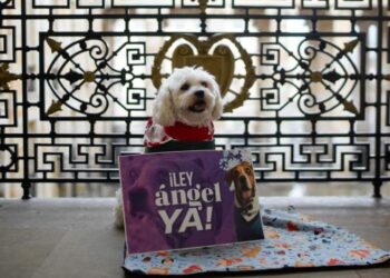 La Plenaria de la Cámara aprueba por unanimidad la Ley Ángel: un paso firme contra el maltrato animal