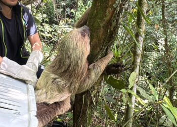 La CAR reubica perezosos de dos dedos en su hábitat natural en Pacho