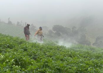 Detienen cultivo en zona de reserva en Cogua, Cundinamarca