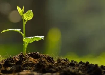 Reforestación en Zipaquirá: Un Compromiso con el Agua y el Futuro