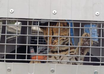 Rescate de una hembra de tigrillo (Leopardus tigrinus) que se encontraba desorientado en plena zona industrial de Soacha.