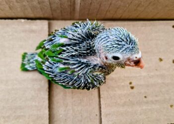 74 aves fueron rescatadas por la CAR Cundinamarca en Semana Santa