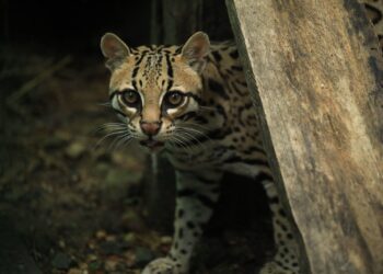 Más de 200 reportes y consultas en la Línea de Atención de Fauna Silvestre de la CAR en su primer mes de activación