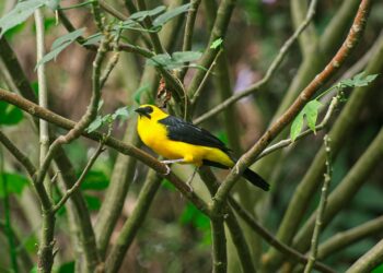 Global Big Day 2025, “No solo observes aves, escucha su canto”