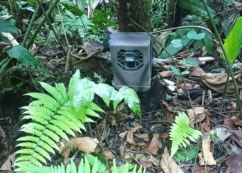 Llamado a la ciudadanía en Cundinamarca a proteger las cámaras trampa instaladas en áreas de conservación