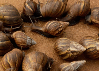 Así avanza la estrategia de erradicación controlada del caracol gigante africano por parte de la CAR