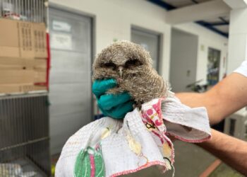 Libres y recuperadas: Expertos garantizan retornoa su hábitat a 3 lechuzas de campanario