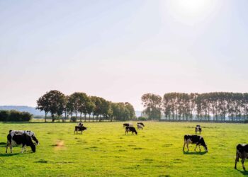 Arrancó proceso de socialización sobre proyectos de ganadería sostenible con 28 alcaldías municipales 