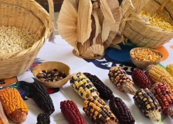 Tres asociaciones campesinas y 72 productores lideran la recuperación de la agricultura ancestral en Cundinamarca