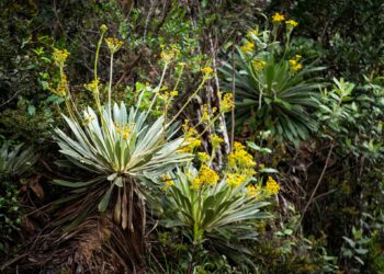 Chía protege y conserva los recursos hídricos con 34 los predios adquiridos