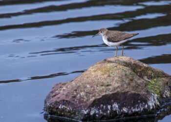 ¿Qué pasa si un embalse llega al 100% de su nivel?