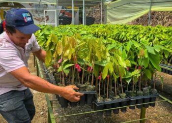 Con una inversión de $179 millones, Yacopí inaugura centro de propagación para producir cacao de alta calidad