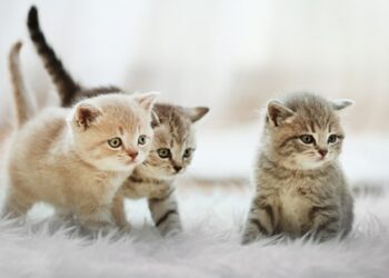 Día Internacional del Gato, compártenos las fotos de tus michis