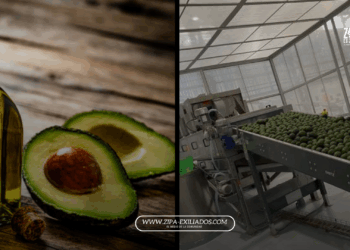Multinacional portuguesa inauguró una de las plantas de aguacate más grandes del mundo en Pereira 