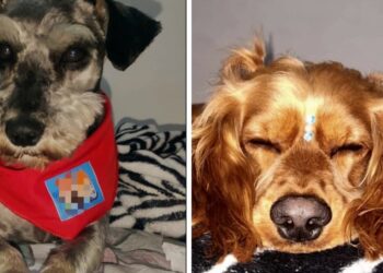 Dos agresores de animales en tienda de mascotas de Bogotá fueron condenados