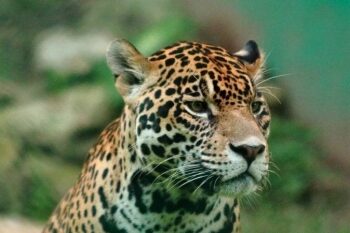 En cámara quedó captada la presencia de un jaguar en la Cuenca baja del río de Bogotá
