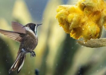 El Barbudito Paramuno: el colibrí que deslumbra en redes y desafía a fotógrafos