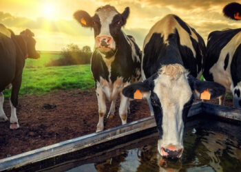 Más de 56 productores pecuarios de Paratebueno afectados por el sismo reciben insumos 