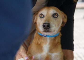 Se viene la Gira de Bienestar Animal en 12 municipios de Cundinamarca