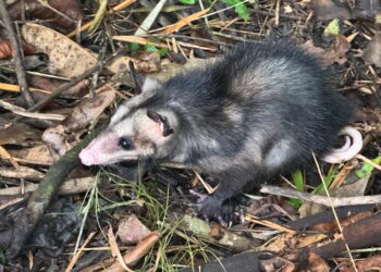 La CAR rehabilitó a 11 animales silvestres y ahora regresan a su hábitat natural en Pacho