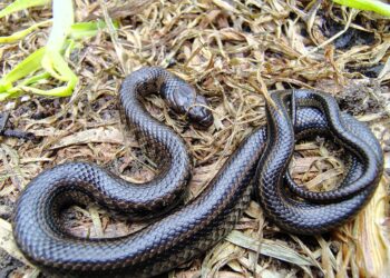 Hallada una culebra de pantano en operativo contra minería ilegal en Nemocón, Cundinamarca