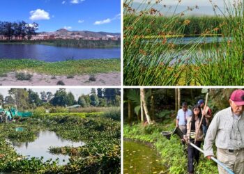 CAR y JAC recuperan humedales clave para la regulación hídrica en Cundinamarca 