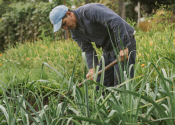 Más de 1.900 hectáreas en Sopó ahora hacen parte de las Áreas de Protección para la Producción de Alimentos