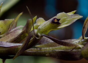 Tenjo revela una nueva joya natural: descubren la orquídea Epidendrum Juaicaense en la Serranía de Juaica 