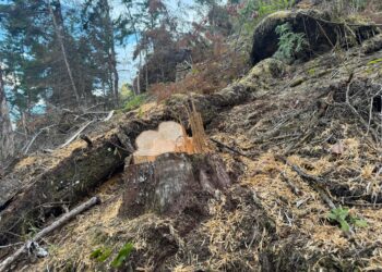 Al menos 120 árboles fueron talados ilegalmente en Pacho