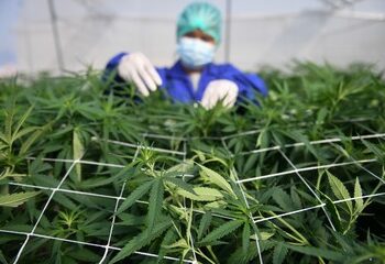 Ahora las farmacias y droguerías podrán vender cannabis medicinal 