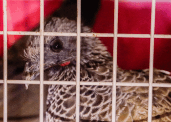 CAR liberó en una zona de reserva 32 animales que estaban bajo su cuidado