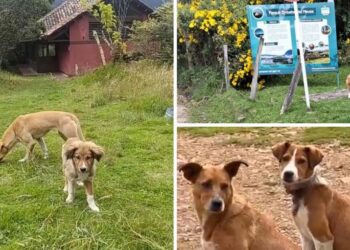 Denuncian falta de acción ante la reproducción de perros ferales en el embalse del Neusa 