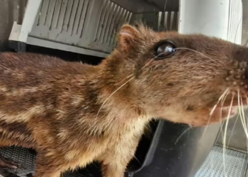 La CAR intensifica operativos en Cundinamarca: frenan tráfico de carne de monte e impiden la extracción de musgo y orquídeas