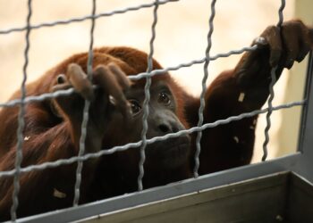Autoridades hacen llamado para denunciar el tráfico ilegal animales en época navideña 