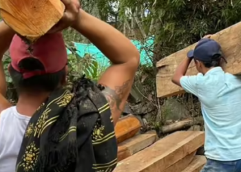 Desarticulada red criminal ‘Los Leñadores’: comercializaban madera ilegal mediante falsificación de permisos ambientales