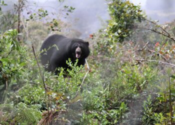 El último viaje de Tama: el oso andino que murió acariciando la libertad