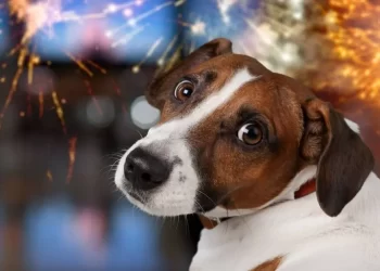 Aprobado en primer debate el proyecto  “Cielos en Calma” que pretende fomentar alternativas al uso de la pólvora 