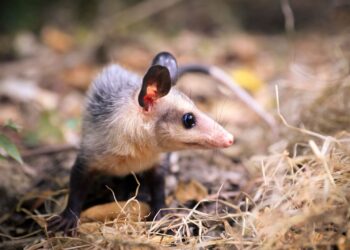 “Cientos de animales sufren, se desorientan o mueren cada diciembre”: CAR lanza campaña navideña contra la pólvora