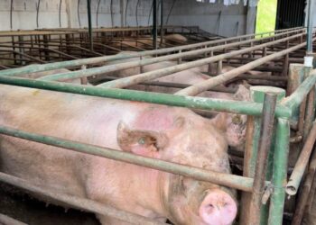 La CAR suspende actividades porcícolas en Zipaquirá por vertimientos directos al suelo y olores ofensivos