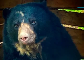 Oso andino que había escapado del Parque Natural Jaime Duque regresará a Norte de Santander, su lugar de nacimiento