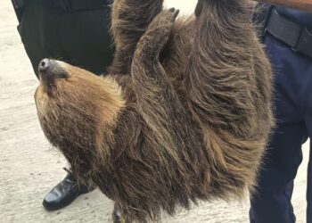 Osa perezosa es liberada en reserva Tenasuca, Tena, Cundinamarca