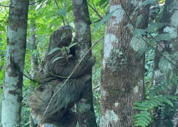 La CAR libera a perezosa y su cría tras exitosa recuperación en Pacho