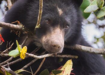 Tras avistamiento de oso andino en cuenca alta del río Bogotá hacen llamado al cuidado y protección 
