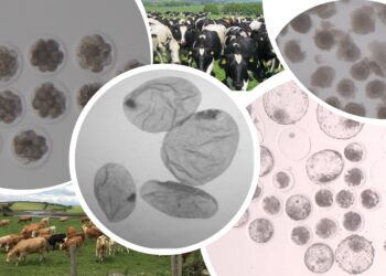 Joven colombiana gana prestigioso premio internacional en reproducción animal 