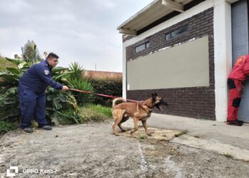 La Nariz que Salva Vidas: 2.500 Horas de Sacrificio Detrás de un Perro de Rescate