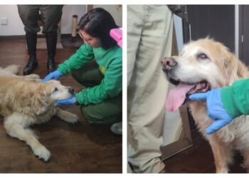 Justicia para Samantha y Mila: Fiscalía imputa a dos personas por crueldad animal en Bogotá