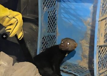 Esperanza en la fauna de Cundinamarca: Rescate contrarreloj salva a venada gestante y otras especies