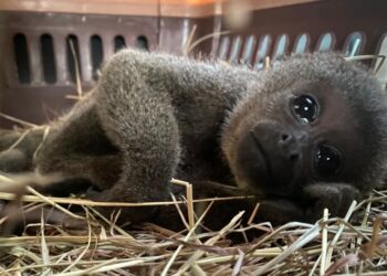 El Punch colombiano: una víctima del cautiverio 